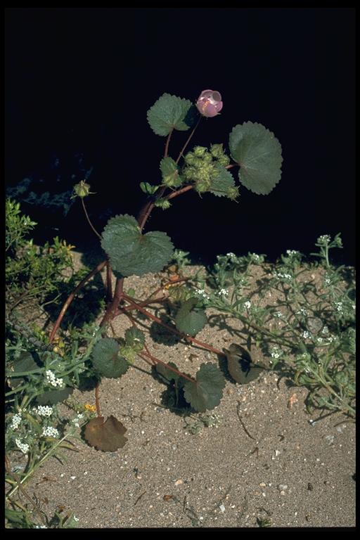 Eremalche rotundifolia