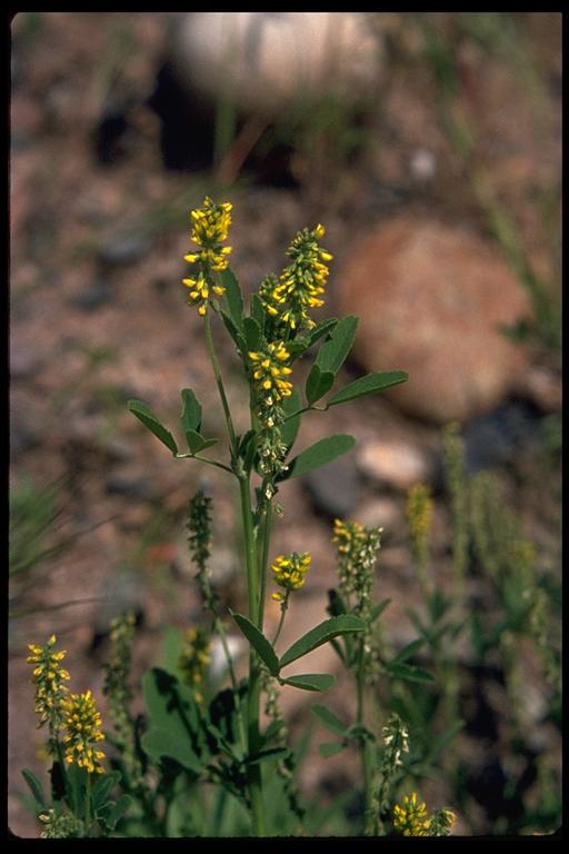 Melilotus indicus Melilotus indicus