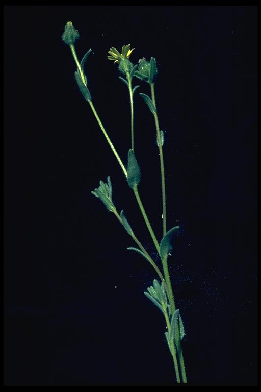 Madia gracilis