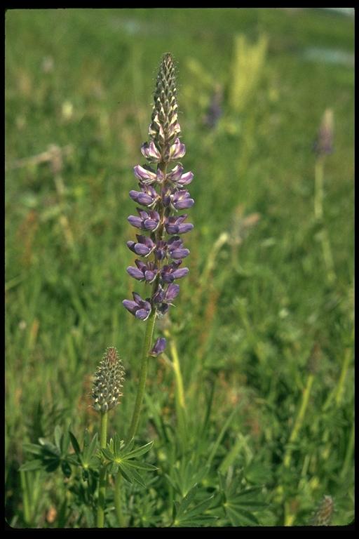 Lupinus lepidus var. sellulus