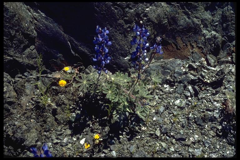 Lupinus spectabilis