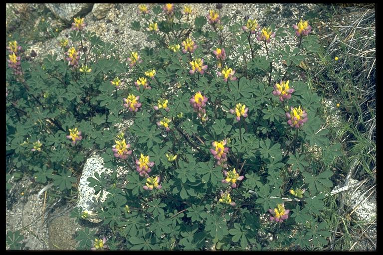 Lupinus stiversii