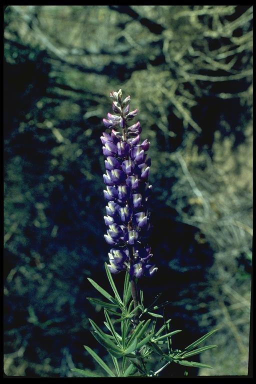 Lupinus sp. Lupinus sp.