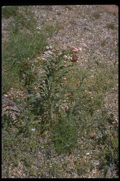 Eremothera boothii ssp. desertorum