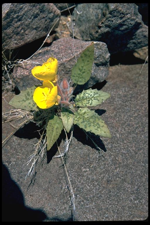 Chylismia sp. Chylismia sp.