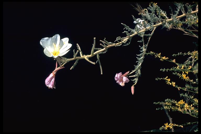 Oenothera deltoides ssp. howellii Oenothera deltoides ssp. howellii