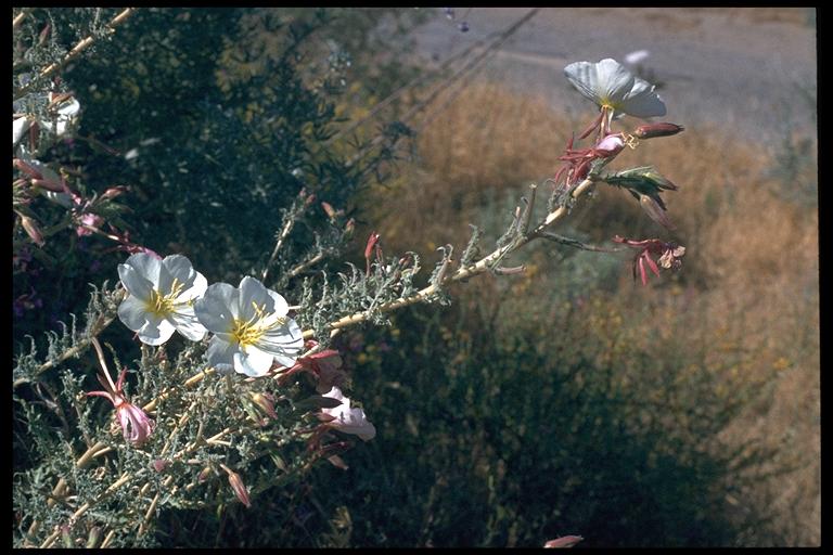 Oenothera deltoides ssp. howellii Oenothera deltoides ssp. howellii