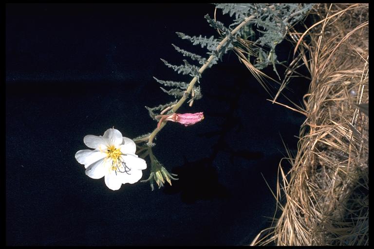 Oenothera deltoides ssp. howellii Oenothera deltoides ssp. howellii