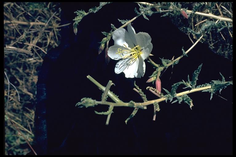 Oenothera deltoides ssp. howellii