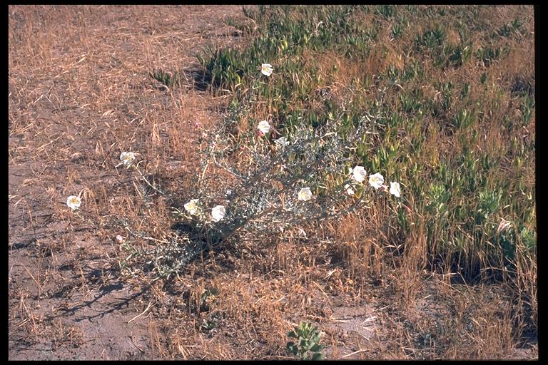 Oenothera deltoides ssp. howellii Oenothera deltoides ssp. howellii