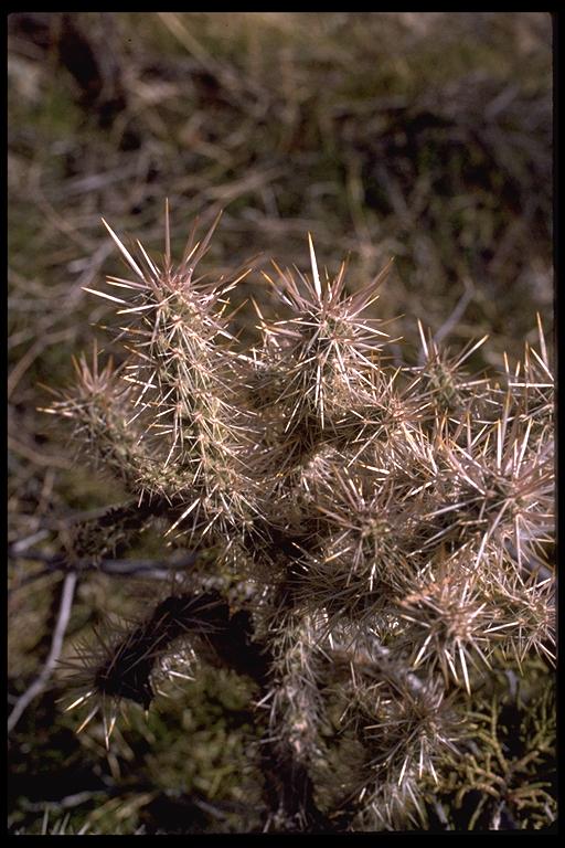 Opuntia sp. Opuntia sp.