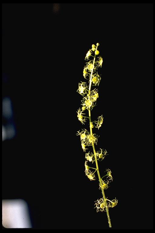 Pectiantia breweri Pectiantia breweri