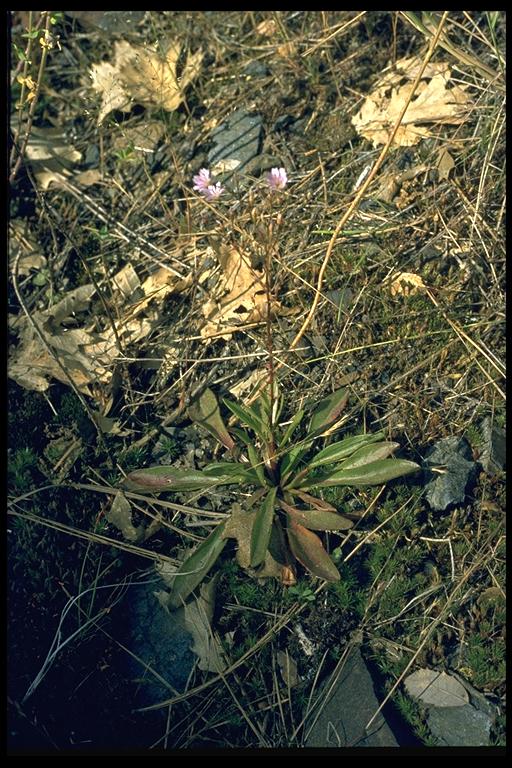 Montia parvifolia