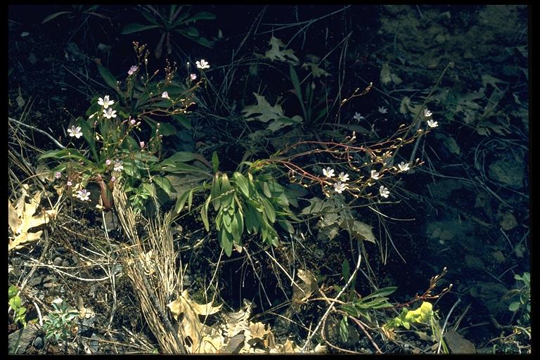 Montia parvifolia Montia parvifolia