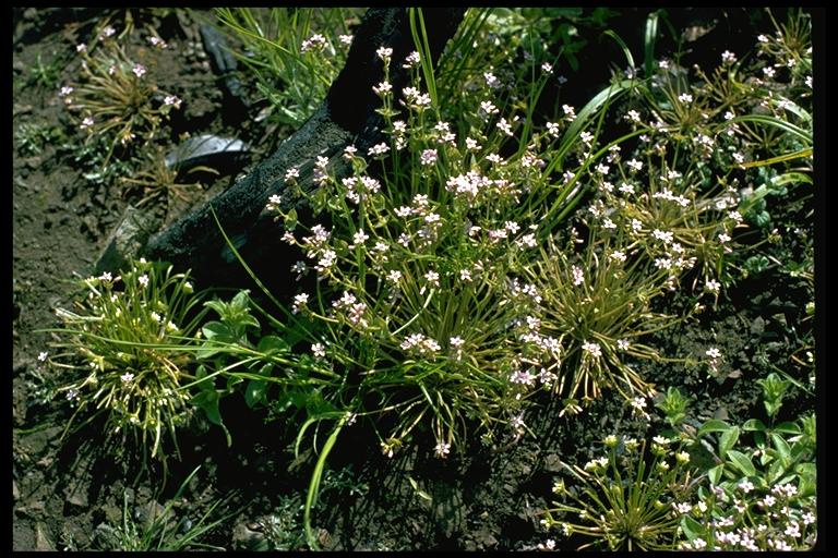Claytonia gypsophiloides Claytonia gypsophiloides