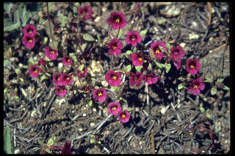 Mimulus whitneyi