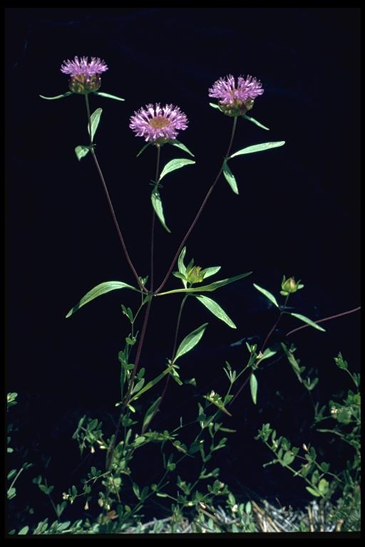 Monardella breweri ssp. lanceolata
