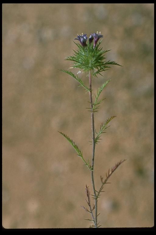 Navarretia pubescens Navarretia pubescens