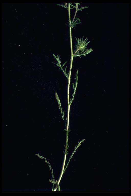 Navarretia pubescens