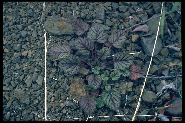 Phacelia longipes