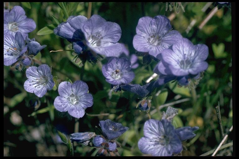 Phacelia divaricata Phacelia divaricata