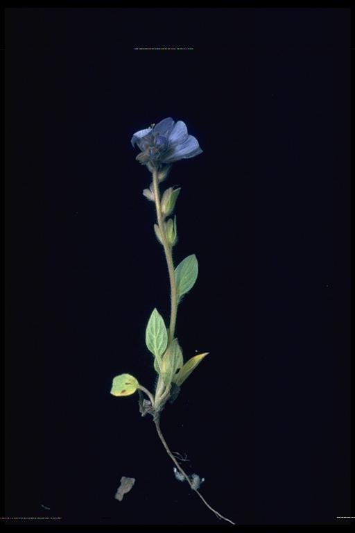Phacelia divaricata Phacelia divaricata