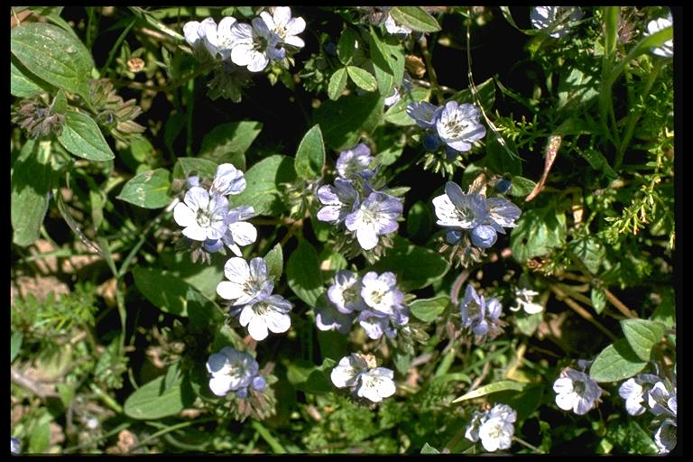 Phacelia divaricata Phacelia divaricata