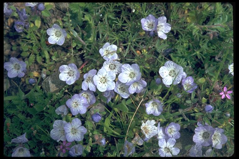 Phacelia divaricata Phacelia divaricata