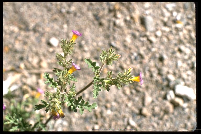 Phacelia fremontii