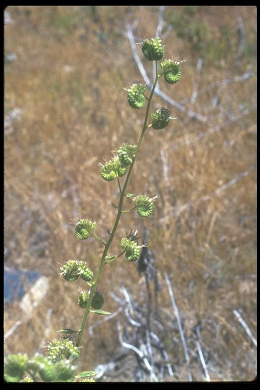 Phacelia heterophylla var. virgata