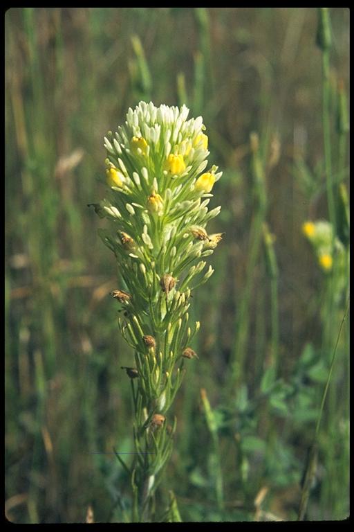 Castilleja lineariloba Castilleja lineariloba