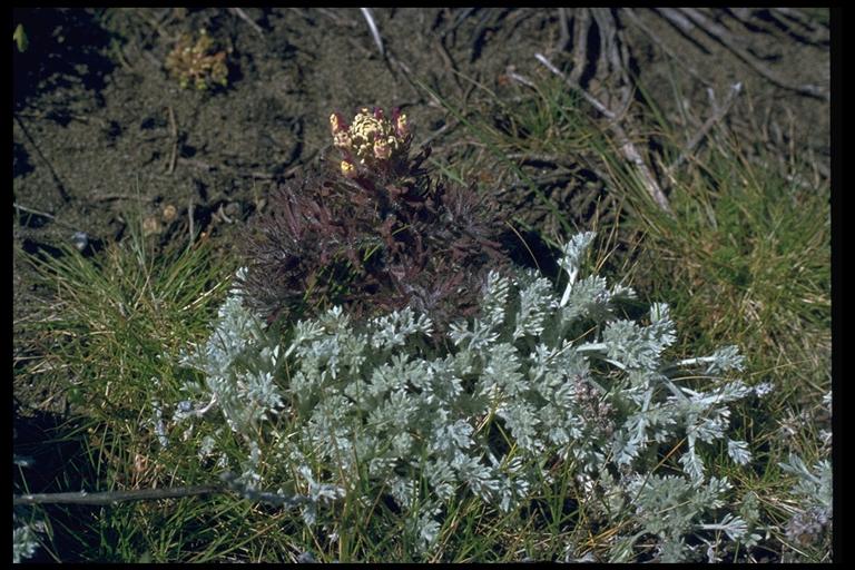 Castilleja ambigua Castilleja ambigua