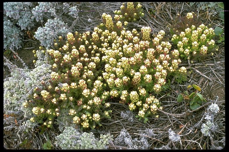 Castilleja ambigua Castilleja ambigua