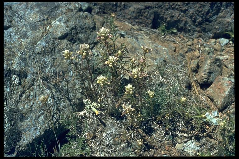 Orthocarpus cuspidatus ssp. copelandii Orthocarpus cuspidatus ssp. copelandii