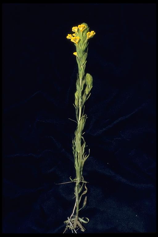 Triphysaria versicolor ssp. faucibarbata
