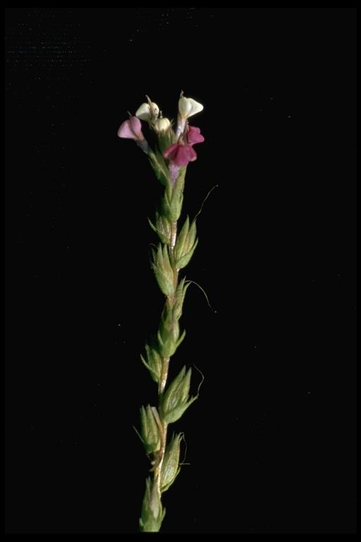 Triphysaria versicolor ssp. versicolor Triphysaria versicolor ssp. versicolor