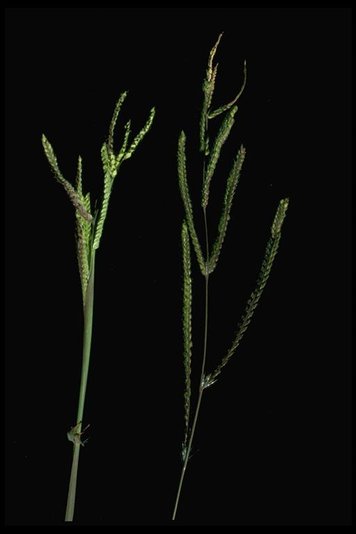 Paspalum dilatatum