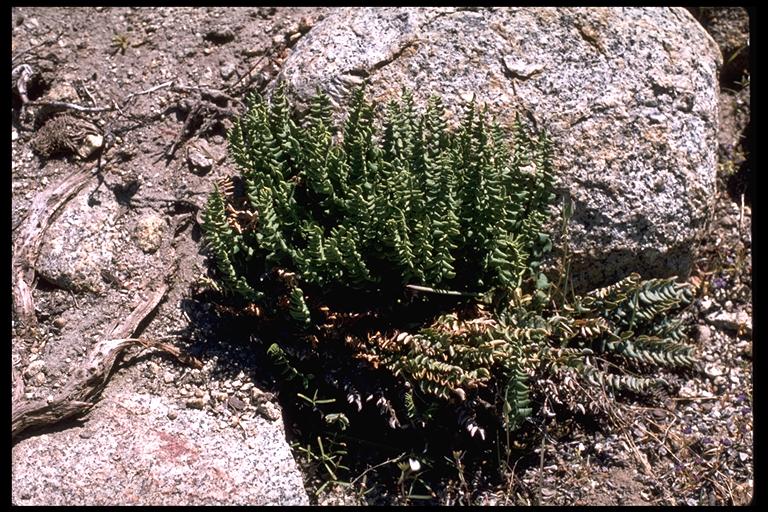 Pellaea bridgesii Pellaea bridgesii