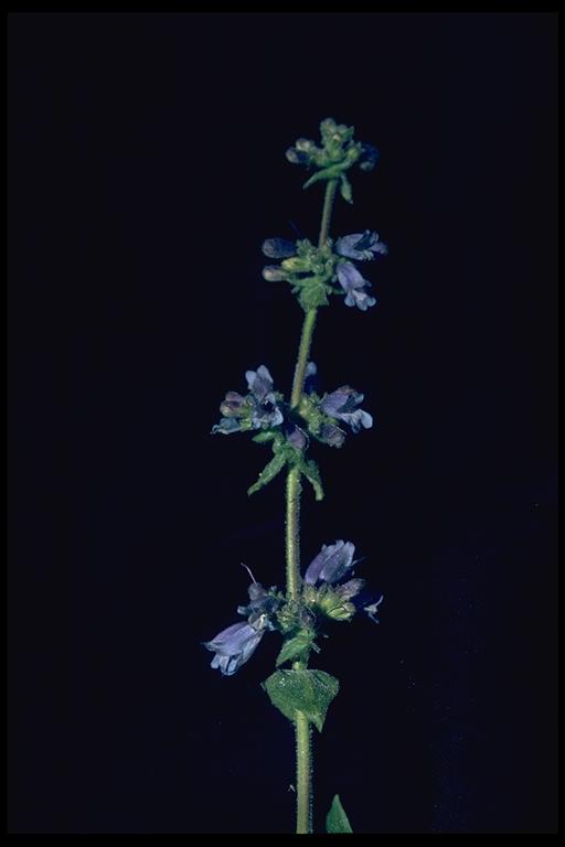 Penstemon anguineus