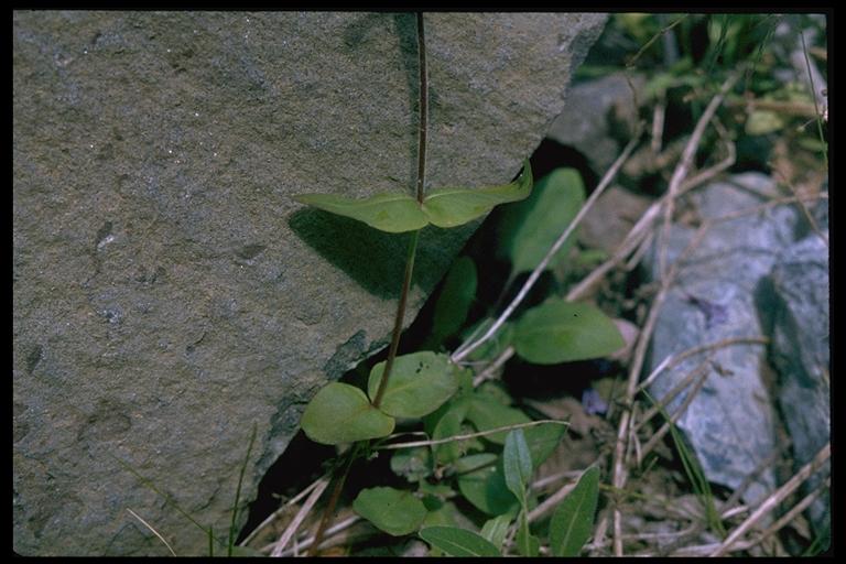 Penstemon anguineus