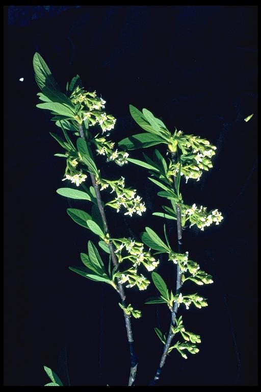 Oemleria cerasiformis Oemleria cerasiformis