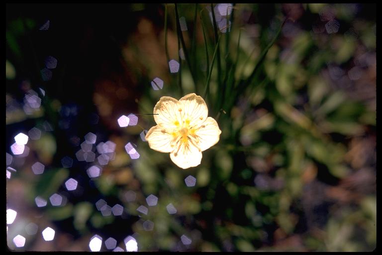 Parnassia palustris Parnassia palustris