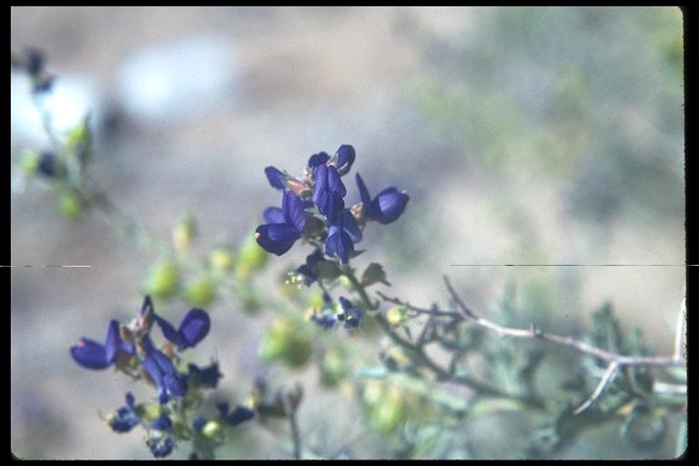 Psorothamnus fremontii Psorothamnus fremontii