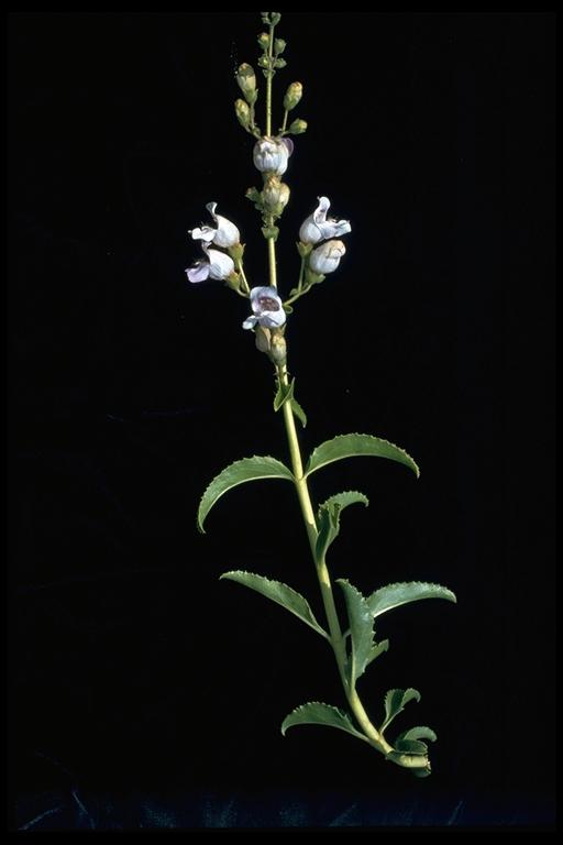 Penstemon grinnellii