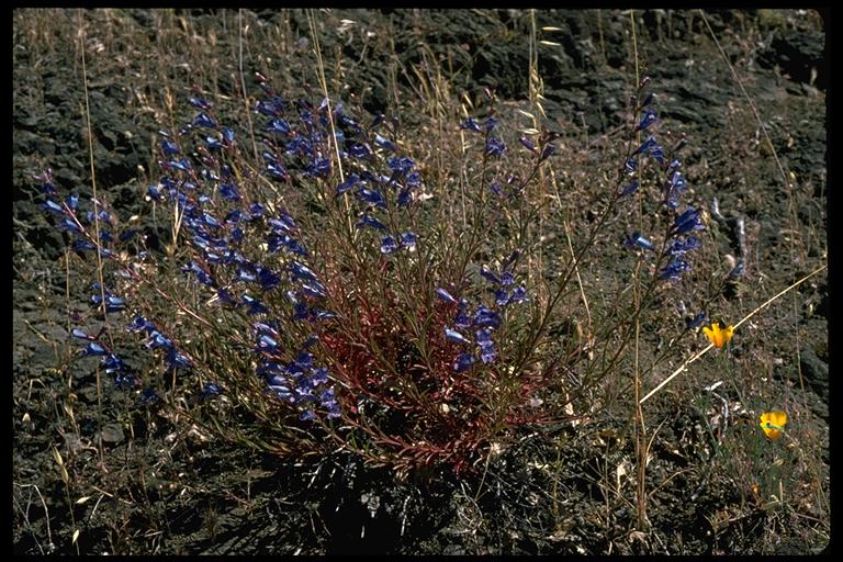 Penstemon laetus