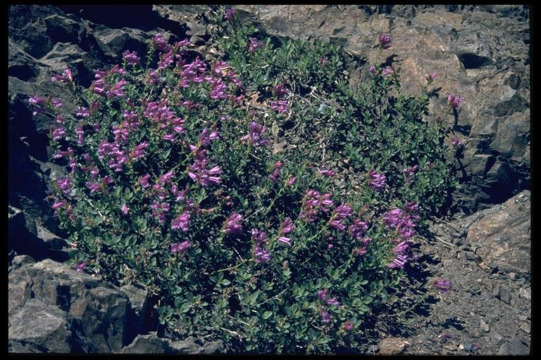 Penstemon rupicola Penstemon rupicola