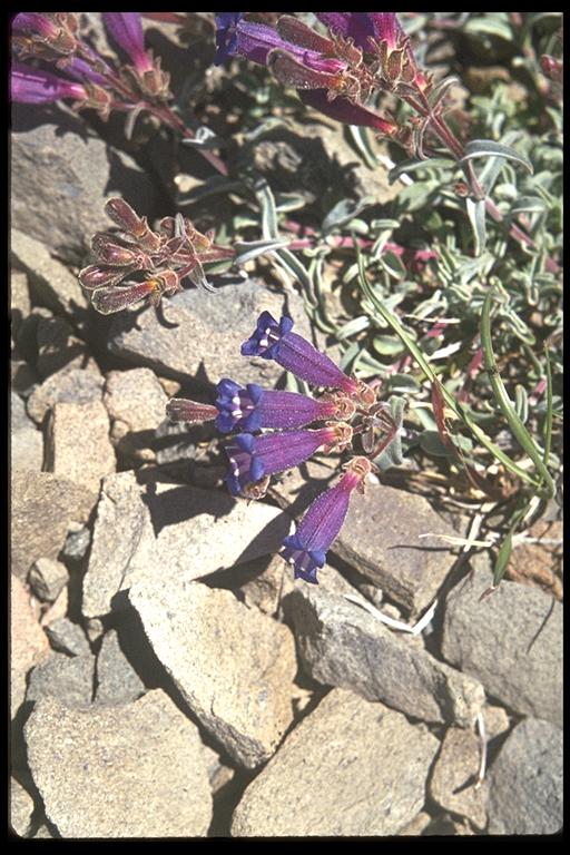 Penstemon rupicola Penstemon rupicola
