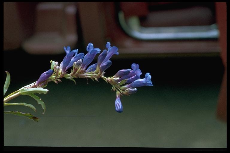 Penstemon speciosus