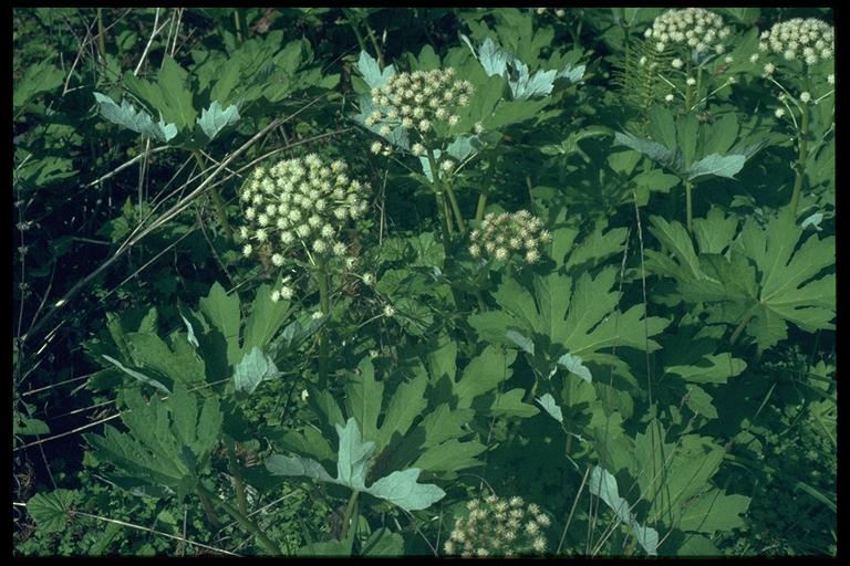 Petasites frigidus var. palmatus Petasites frigidus var. palmatus