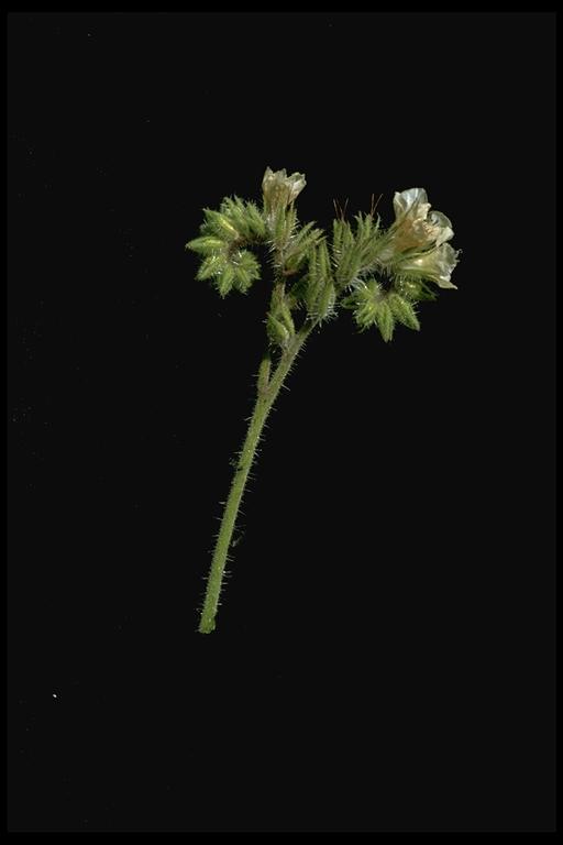 Phacelia cicutaria
